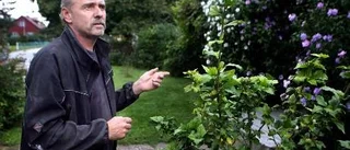 Tropisk trädgård och ungersk blomsterprakt