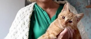 Kattmisshandeln: Rektor agerar