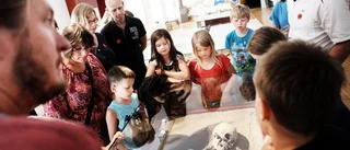 Gotlands museum lockar familjer