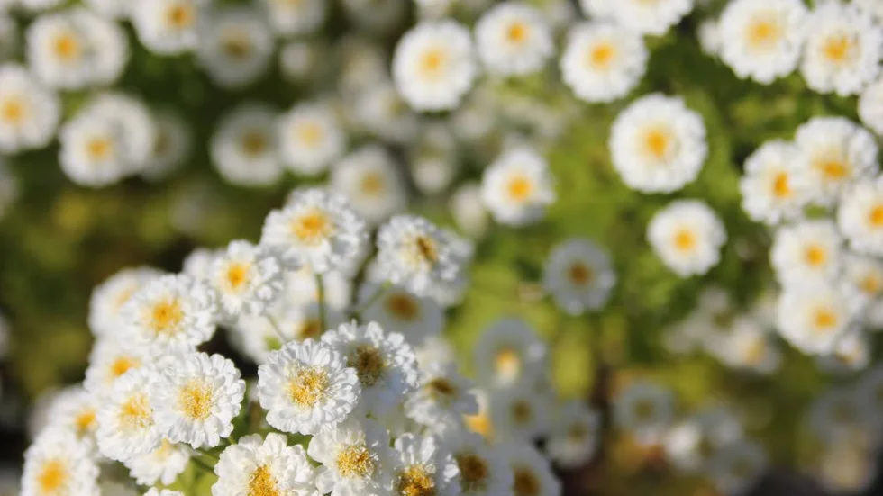 Gurkört (Boraginaceae, Borágo officinális)