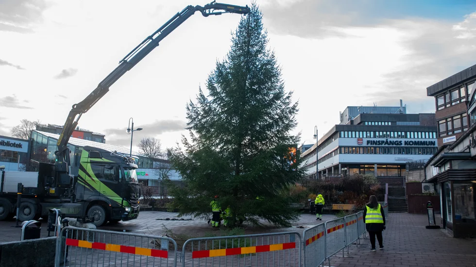 Årets julgran på Bergslagstorget hämtades i år från skogarna i Lotorp.