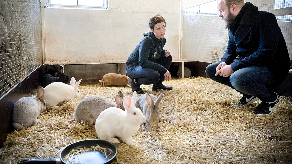 Hanna Hokkanen, Kågemarkens Kaningård, visar upp verksamheten för Markus Richtmann, Stadskällaren.