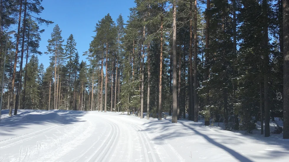 Bild från Vitbergets trekilometersspår. 