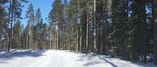 Skellefteå bra alternativ för längdskidåkande familjer