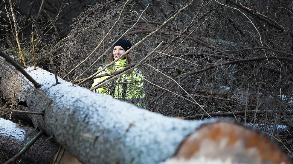 I naturreservatet Kronskogen-Stenby äng har drygt 200 döda granar tagits ned. Här syns kommunekologen Charlotta Kjellström vid en av dem.