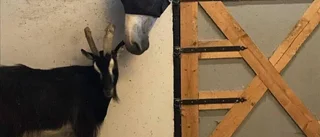 Getelyckligt slut för bocken