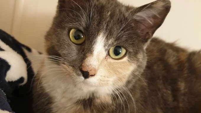 Säljaren fick 1 000 kronor i handpenning av köparen och slutade då svara. Detta är inte den berörda katten.