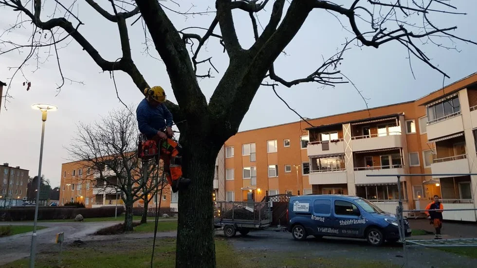 Träd. Ju större träd desto större blir även utmaningen för den som ska klättra.