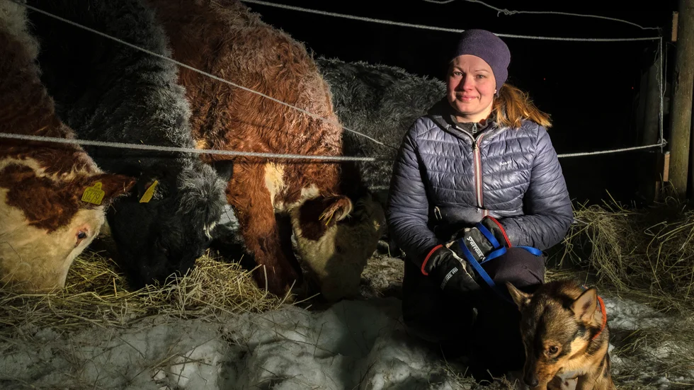 40 nötkreatur i lösdrift är svåra att kontrollera om de råkar i panik. Nu behöver inte Rebecca Johansson vara orolig för fyrverkeriet från Ormberget längre.