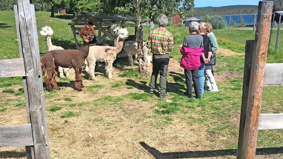 Alpackor i Kasker. Vem beundrar vem mest?
