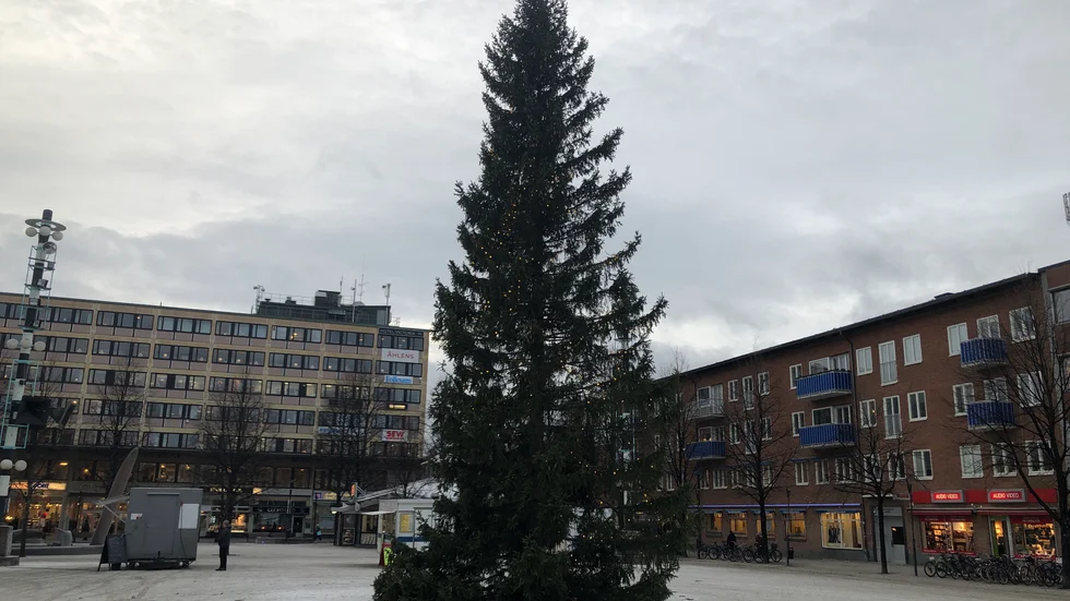 Granen sattes upp på torsdagen. 