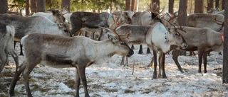 Att bruka utan att förbruka våra resurser