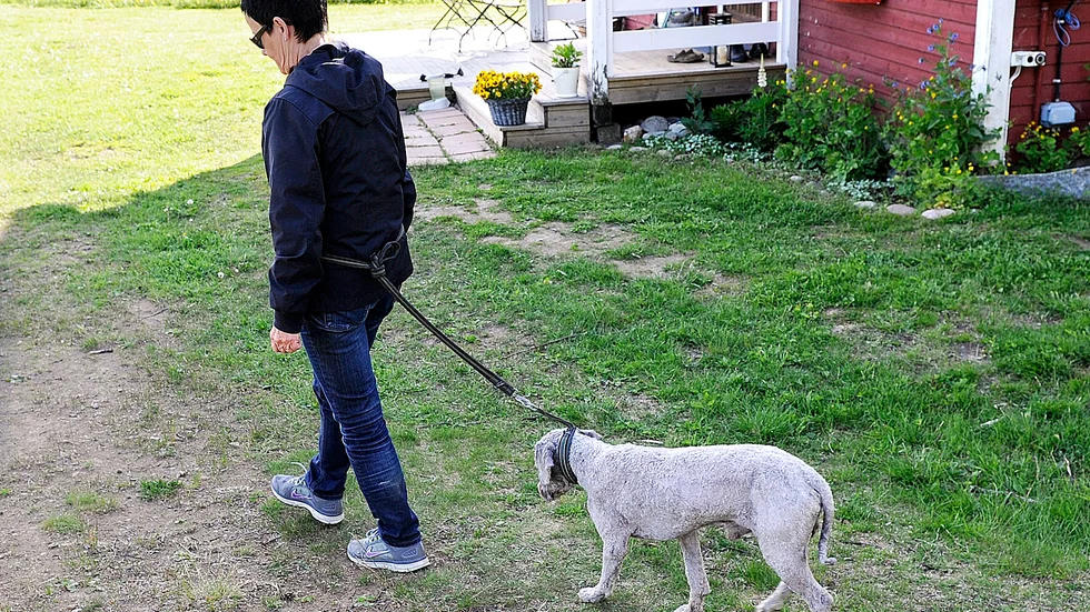 Gå i koppel. Noppe går snällt bakom Helene Karlsson. Enligt Åsa Vallström ska hundarna följa sin ägare och inte tvärtom.