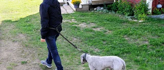 Uppfostra hunden utan godis
