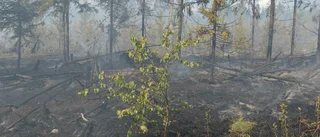 Skogsbrand i Kusmark