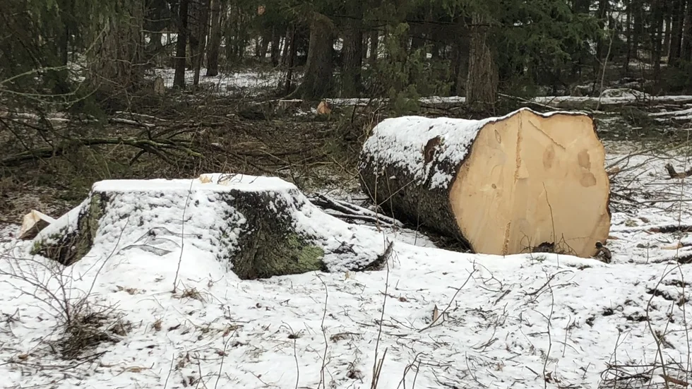 Det är upprörande att kommunen fäller riktigt gamla träd, skriver Håkan Olsén.