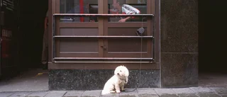 Ta inte med hundarna in på kafé     