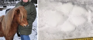 Ann-Christine stod öga mot öga med varg – hemma på gården: "Chocken kom efteråt"