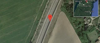 Rådjur på vägen