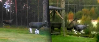 Ove, utanför Byske, fick besök – av pilsk älgtjur: ”Satte på min träälg”