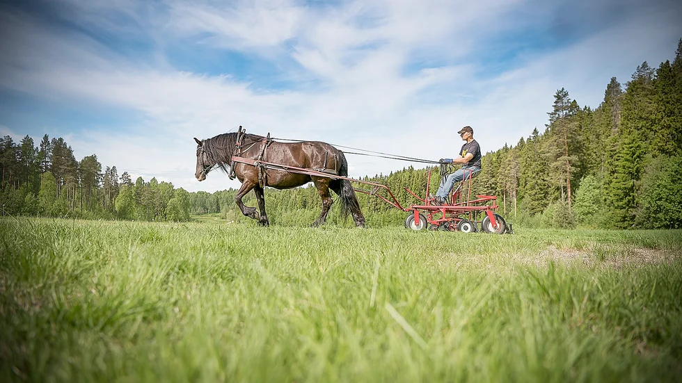 Klockardalsparken. Trots en klippbredd på 2,2 meter så tar det Agnes och Ulf Hörnqvist mellan fyra och sex timmar att klippa parkens gräs. Foto: Lars Eriksson.