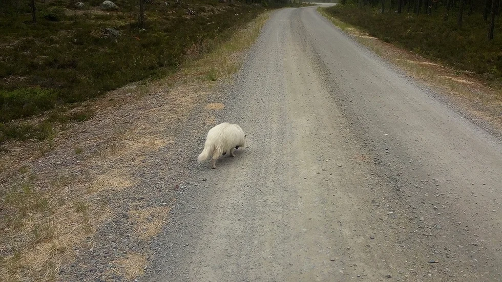 Vandrar vidare. De tama mårdhundarna från Finland har släppts ut i syfte att leta upp vilda mårdhundar, som sedan ska avlivas. Syftet är att utrota mårdhund i Sverige. Foto: Maritha Löfgren