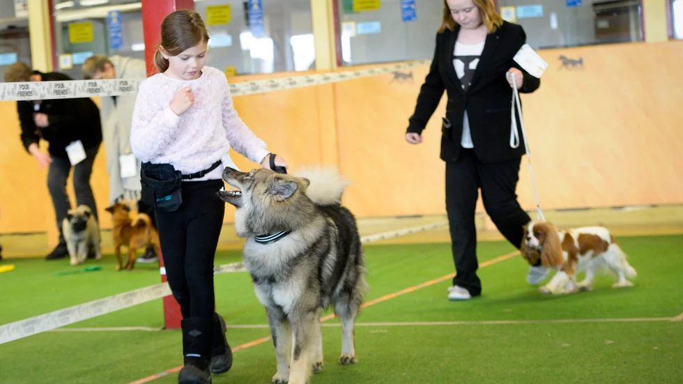 Uppvisning. Åttaåriga Freja Boström och hunden Qira var med i klassen Barn med hund, under helgens hundutställning på Skelleftetravet. Foto: Carina Kvist.
