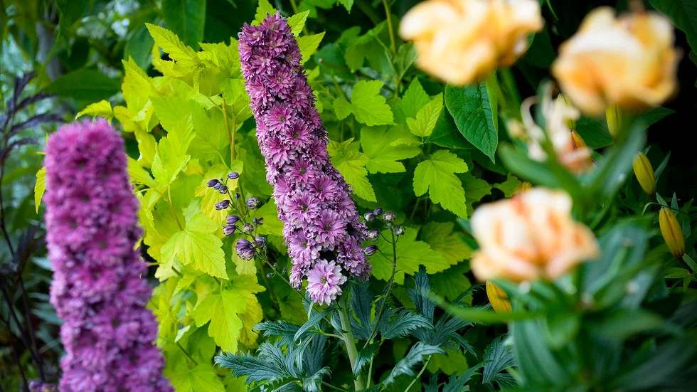 Flamenco. Den lila riddarsporren är extra stadig med fylld blomspira. Till höger står en asiatisk lilja som liknar en ros. Foto: Carina Kvist.