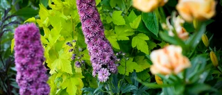 Med start på 60-talet – gröna fingrar och färgglada blommor