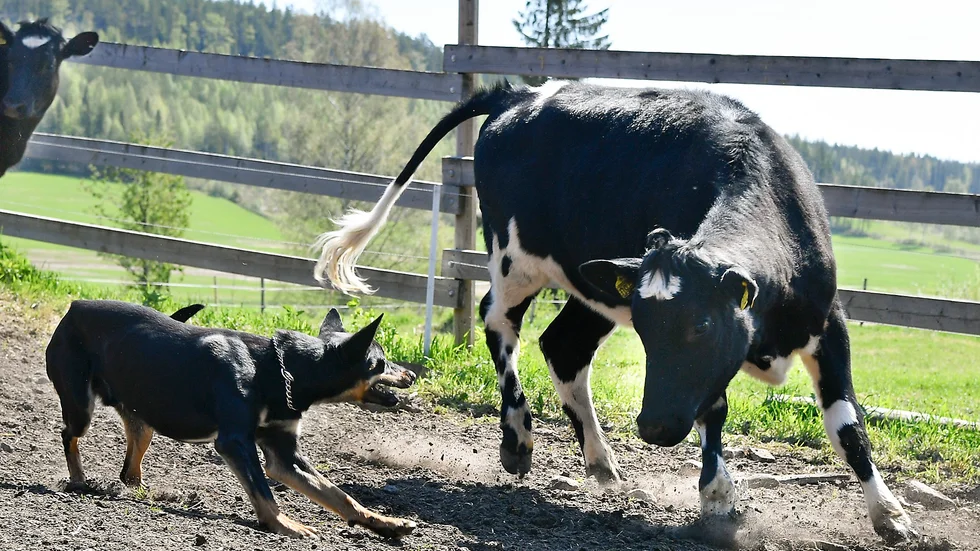 Attack. I hjorden fanns två tuffa kvigor som hundarna ibland fick försvara sig. Working Kelpien Bosse gjorde ett bra jobb. Foto: Jeanette Lövgren.