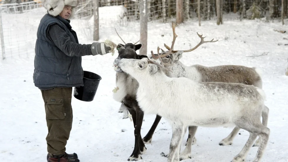 Per-Henrik Lango har några tamrenar i hägn på gården. Då och då bjudar han på rengodis – renmossa och det uppskattas. Foto: Bertil Sundkvist.