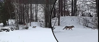 Varg sågs i Tåbytrakten