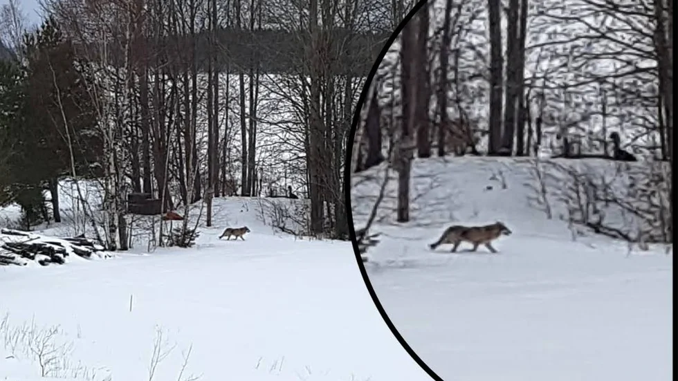 Ulvbesök. Vargen som sågs i Tåby i söndags är troligen en ensam hanne.