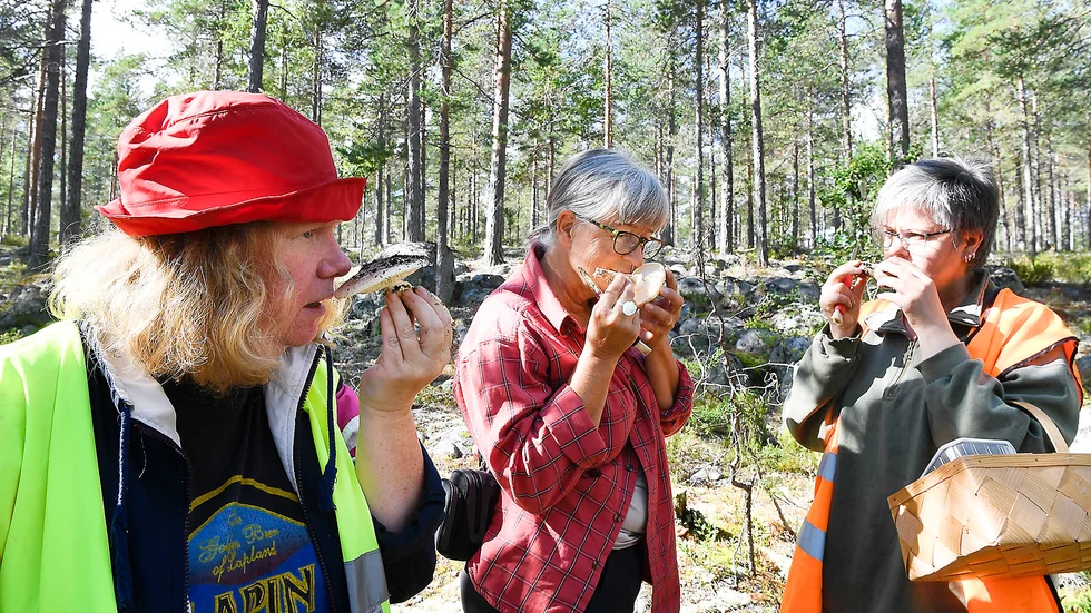 Lär sig mer. Eva Andersson, Karina Persson och Malin Lindgren är ute i skogen för att visa svampkonsulenterna att de är bergsäkra på nio olika sorters svampar. Foto: Jeanette Lövgren.