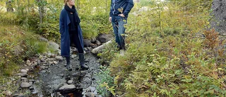 Får tomtmarken vid Falkträsket kosta hur mycket som helst?