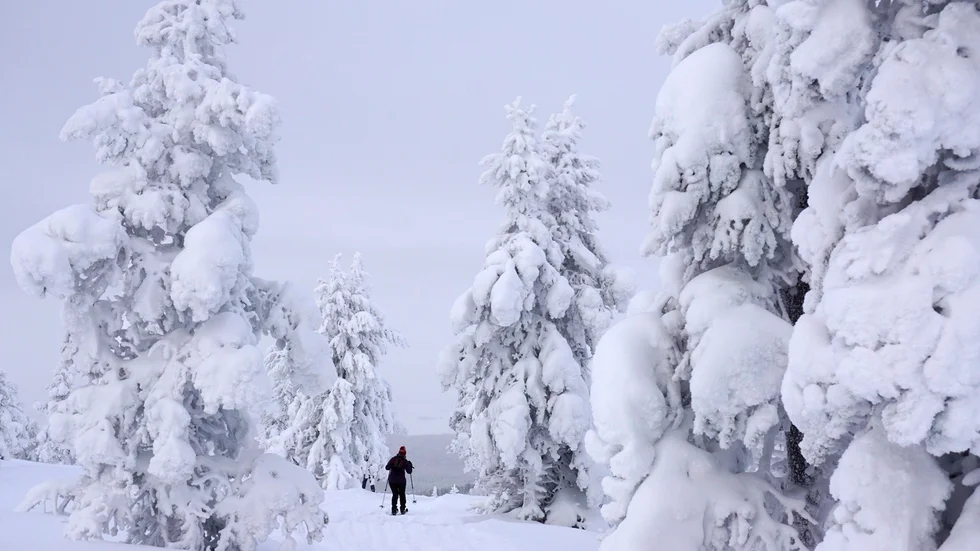 Miniatyr. Man känner sig liten bland de snötyngda träden.
