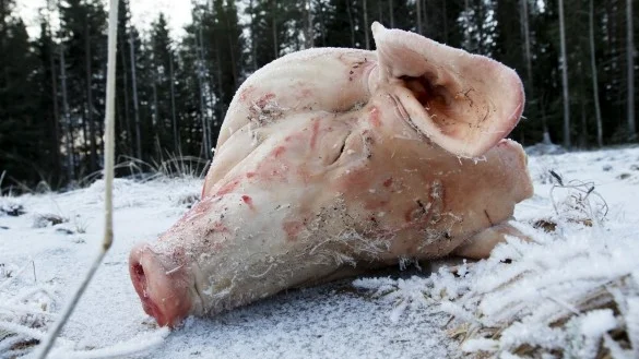 Foto: Per Landfors/Västerbottens-Kuriren