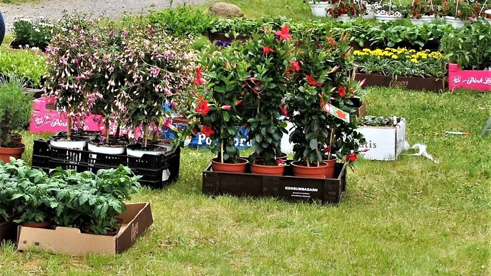 En marknad som blommade.