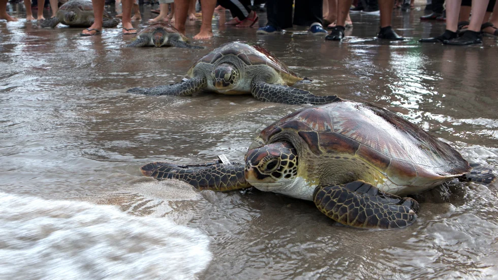 Havssköldpaddorna kravlar ut i havet efter att ha släppts ut på Kuta Beach på Bali, Indonesien.