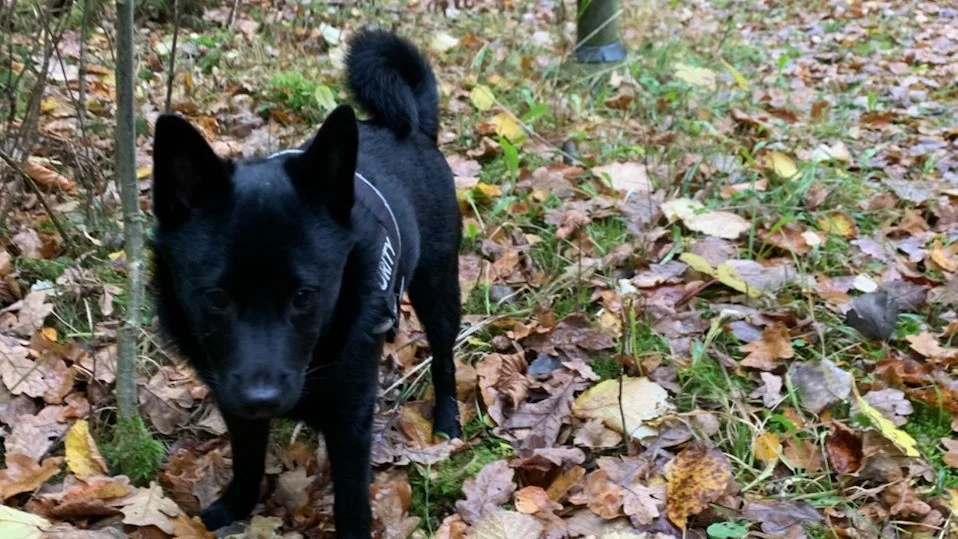 Foxi är en sju månader gammal shipperke, som bor i Mantorp. Han var med om en dramatisk nyårsnatt. 