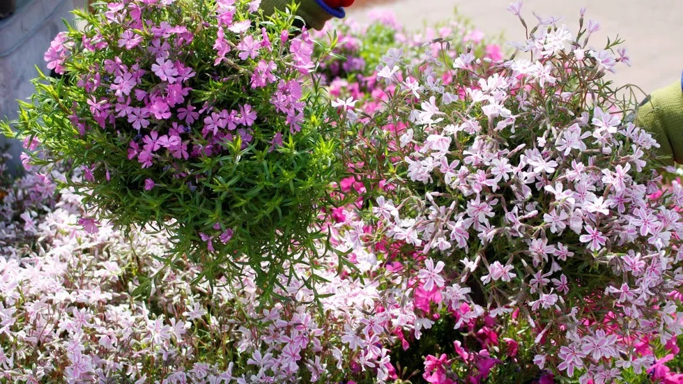 Flox blommar rikligt på våren och lockar till sig många bin och andra insekter.