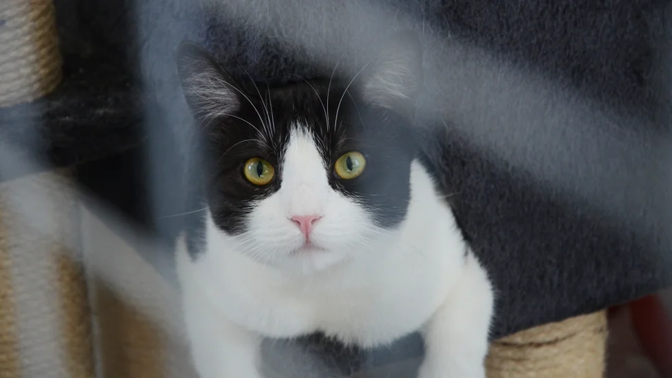 Katten Sotis på Finntorps katthem var väldigt nyfiken.
