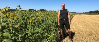 Bonde säljer solrosor för att bekämpa barncancer: "Vi är uppe i den summan nu bara efter två veckor"
