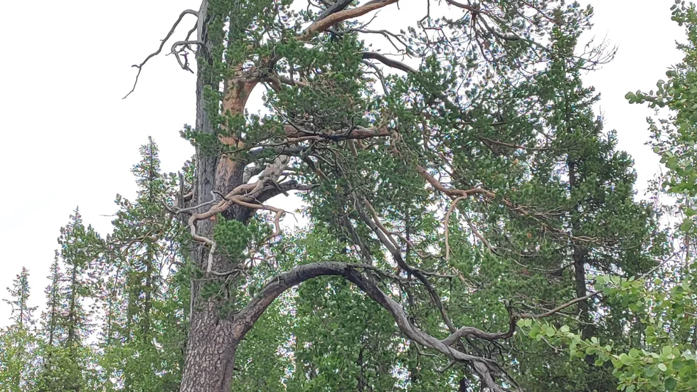 Träden behöver inte oss men vi behöver träden, skriver Jerry Nilsson.