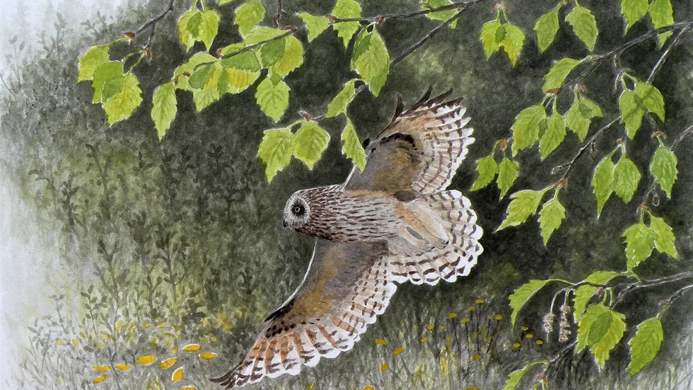 Konstnären och fågelkännaren Matsåke Bergström bjuder på en illustration av en jorduggla och berättar om ett spännande möte med en jordugglefamilj på sommaren 1981.