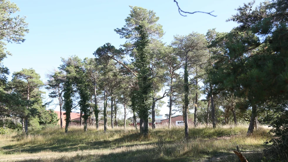 Torslunden, grönområde mellan Lummelundsväg och Broväg i Visby, där Gotlandshem och HSB har planer för över 250  hyres- och bostadsrätter, men Försvarsmakten bromsar planerna. ”Som det är nu gör de ett uselt arbete med att samverka med det civila”, skriver Gotlänning. 
