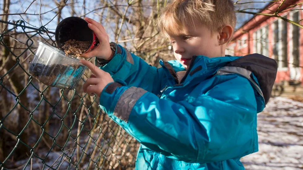 Åke Nyman, 5 år, matar fåglar på Tessins förskola. – Det kommer supermånga fåglar hit. Min favorit är domherren eftersom den har fin färg på magen, säger han.