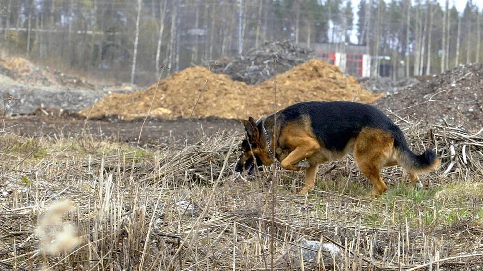 Sökning med hund kommer att ske, hunden på bilden har dock inget med det aktuella söket att göra.