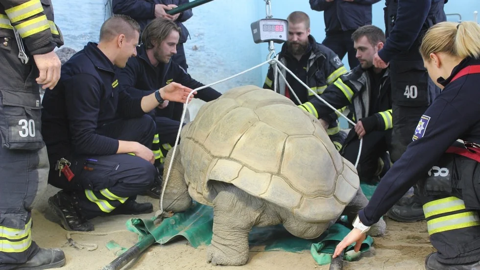 Aldabrasköldpaddan Tank är 83 år. Vikt: 184 kilo.