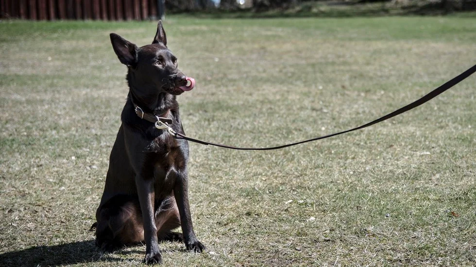 Ganza, sju månader gammal kelpie.